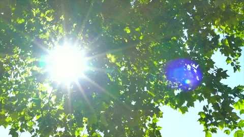 Sunlight Through the Leaves and the Fresh Green Horse Chestnut Trees Stock Footage 330613477