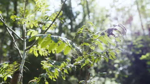 Sunlight Through Leaves and Spider Web Video stock 282043689