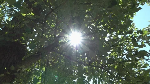 Sunlight through Leaves And Trees forest 스톡 동영상 92768888