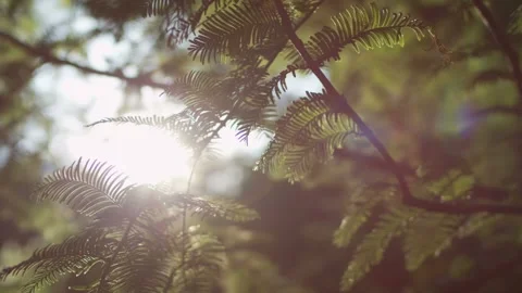 Sunlight Through Leaves – Backlit Foliage View Toward the Sun Stock Footage 310439289