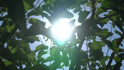 Sunlight Through Leaves. Beautiful Nature Background. Stock Footage 213063933