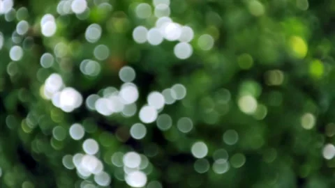 Sunlight through the leaves blurred bokeh background. Stock Footage 168350279