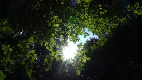 Sunlight Through Leaves into Camera Lens – Slow Motion Stock Footage 311730783
