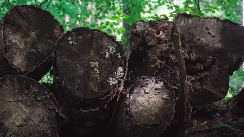 Sunlight through the leaves on cuttet trunks in the forest Stock Footage 97074321