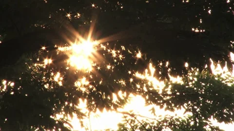 Sunlight through leaves 스톡 동영상 8063696