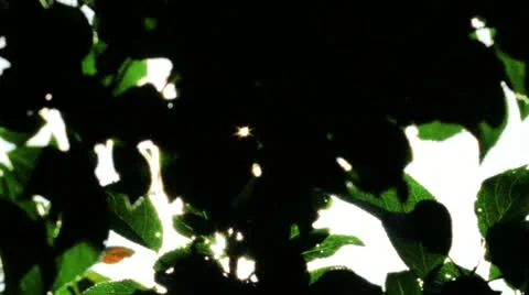 Sunlight through the leaves Stock Footage 11884474