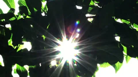 Sunlight through the leaves Stock Footage 11894055