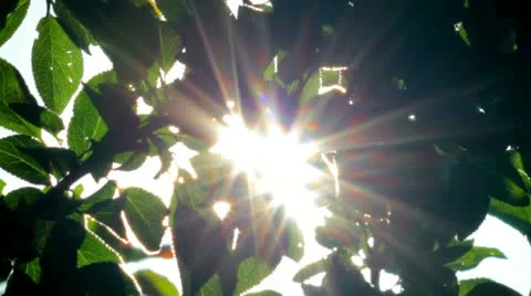 Sunlight through the leaves Stock Footage 20442704