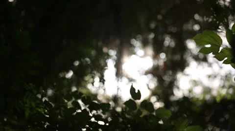 Sunlight Through Leaves Stockbeeldmateriaal 26602132