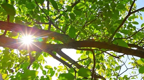 Sunlight through the leaves Stock Footage 27548735