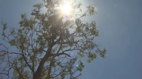 Sunlight Through Leaves Stockbeeldmateriaal 34800050