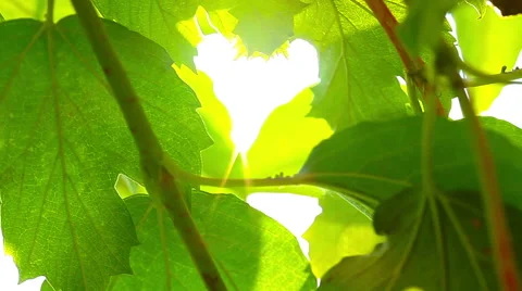 Sunlight through the leaves Stock Footage 40510781