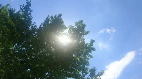 Sunlight through the leaves Video stock 50542391