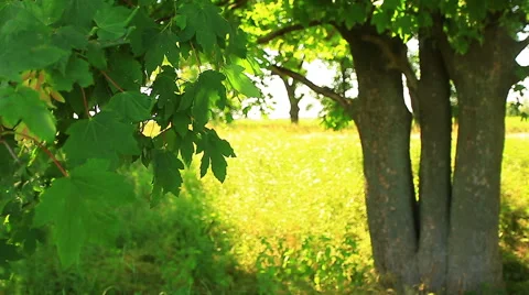 Sunlight through leaves Stock Footage 52925734