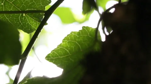 Sunlight through leaves Stock Footage 53765848