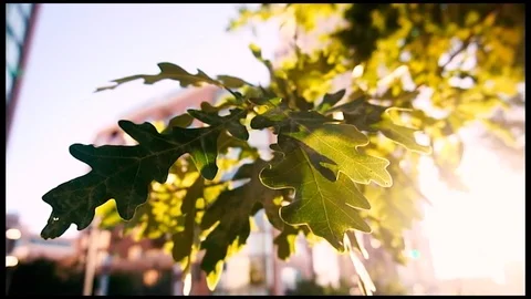 Sunlight through leaves Stock Footage 95255721
