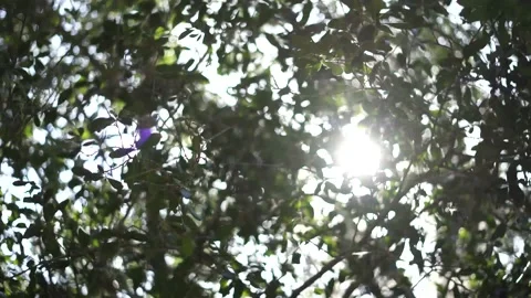 Sunlight through leaves Video stock 139402259