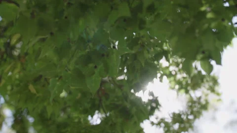 Sunlight through leaves 库存影片 152660577