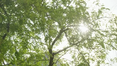 Sunlight through the leaves Stock Footage 247114359