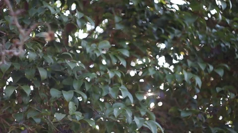 Sunlight Through the Leaves Stockbeeldmateriaal 247641723