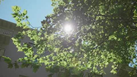 Sunlight through leaves Stock Footage 270069612