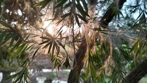 Sunlight Through the Leaves: Vídeo Stock 323508274