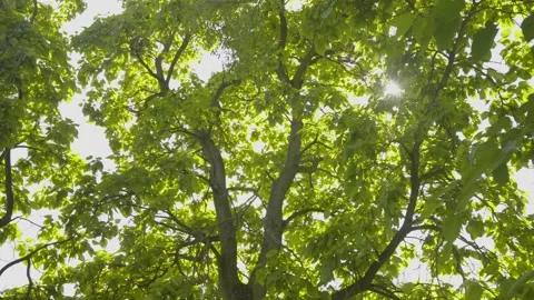 Sunlight through leaves Stock Footage 329613461