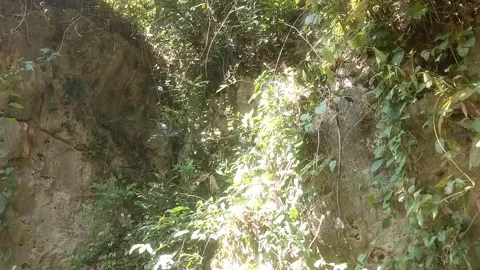 Sunlight through the leaves Stock-Footage 334103093