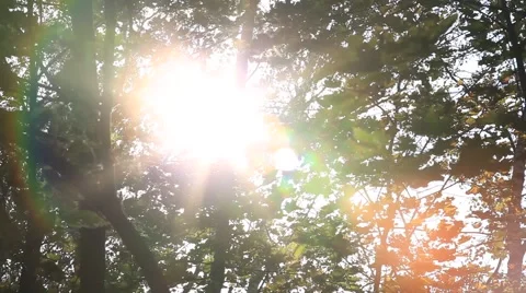 Sunlight through the leaves in the forest. 2012 Stock Footage 49098955