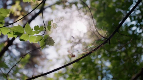 Sunlight Through Leaves Illuminating Cobweb in Forest Stock Footage 326043722