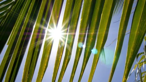 Sunlight through Leaves of Palm Trees. Slow Motion. Stock-Footage 40725384