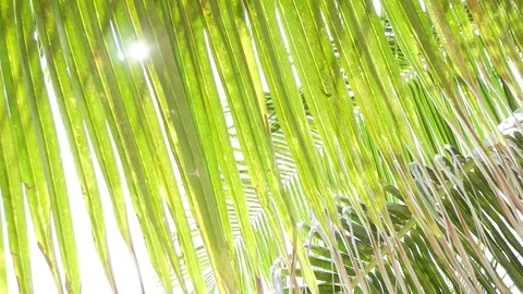 Sunlight through the leaves of palm trees at tropical Stock Footage 81465389