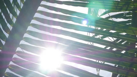 Sunlight through the leaves of palm trees at tropical Stock Footage 81465652