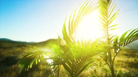 Sunlight through the leaves of palm trees Stock Footage 147628999