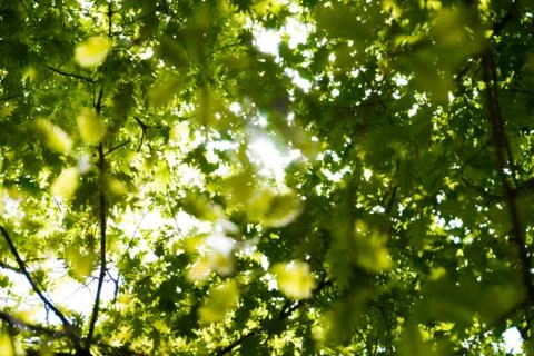 Sunlight through the leaves Stock Photos
