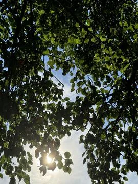Sunlight Through the Leaves Stock Photos