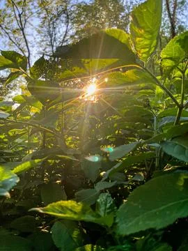 Sunlight Through Leaves Stock-Fotos