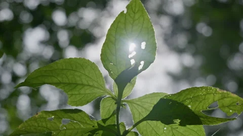 Sunlight Through Leaves Pine Forest Stock Footage 333289846