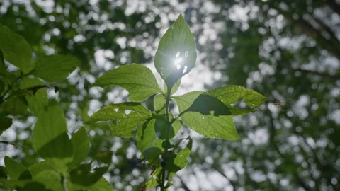 Sunlight Through Leaves Pine Forest Mangunan Stock Footage 333290082