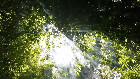 Sunlight Through Leaves in a Serene Forest Stock Footage 306440300