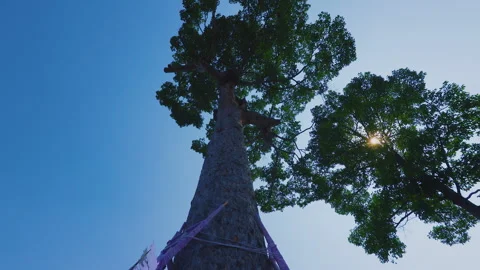 Sunlight through leaves of a tall tree against blue sky in Chiang Mai Stock Footage 342334822