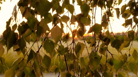 Sunlight through the leaves of a tree. Beautiful landscape. Beautiful place Stock Footage 119816218