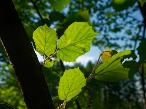 Sunlight through the leaves of a tree in summer Foto stock
