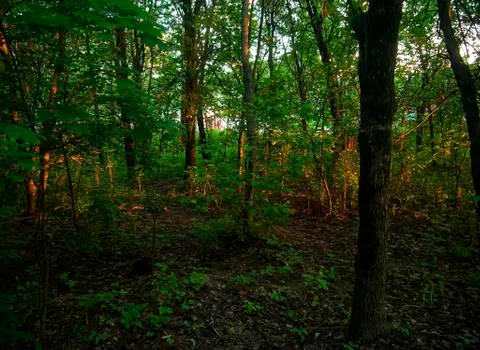 Sunlight through the leaves of a tree in summer Stock Photos