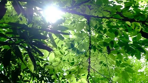 Sunlight through leaves_Slow motion movement Stock Footage 243523951