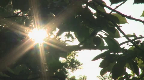 Sunlight through leaves.mp4 Video stock 44205823