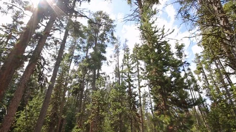 Sunlight through lodgepole pine trees in an American forest Stock-Footage 87894402