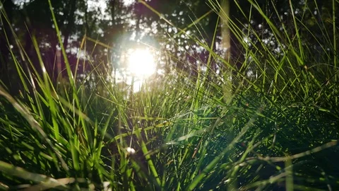 Sunlight through low grass (4K) Stock Footage 78154717