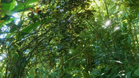 Sunlight Through Lush Canopy in Hawaii Tropical Botanical Garden Stock Footage 317155683