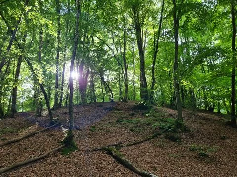 Sunlight Through Lush Forest Trees Stock Photos
